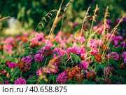 Meadow of Clover Flowers. Стоковое фото, фотограф Всеволод Белоусов / Фотобанк Лори