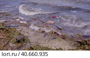 Close-up of floating debris has reached Black Sea beaches in Odessa, Ukraine. Environmental disaster caused by the explosion of Kakhovka Hydroelectric Power Plant dam. Стоковое фото, фотограф Некрасов Андрей / Фотобанк Лори