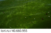 In Black Sea Blue-green algae blooms, water in Odessa has become freshwater and green color. Environmental disaster caused by explosion of Kakhovka Hydroelectric Power Plant dam, Ukraine. Стоковое фото, фотограф Некрасов Андрей / Фотобанк Лори