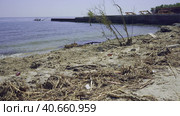 Trees with floating debris has reached Black Sea coastal zone in Odessa, Ukraine. Environmental disaster caused by the explosion of Kakhovka Hydroelectric Power Plant dam. Стоковое фото, фотограф Некрасов Андрей / Фотобанк Лори