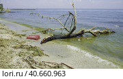 Trees with floating debris has reached Black Sea coastal zone in Odessa, Ukraine. Environmental disaster caused by the explosion of Kakhovka Hydroelectric Power Plant dam. Стоковое фото, фотограф Некрасов Андрей / Фотобанк Лори