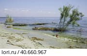 Trees with floating debris has reached Black Sea coastal zone in Odessa, Ukraine. Environmental disaster caused by the explosion of Kakhovka Hydroelectric Power Plant dam. Стоковое фото, фотограф Некрасов Андрей / Фотобанк Лори