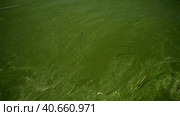 In Black Sea Blue-green algae blooms, water in Odessa has become freshwater and green color. Environmental disaster caused by explosion of Kakhovka Hydroelectric Power Plant dam, Ukraine. Стоковое фото, фотограф Некрасов Андрей / Фотобанк Лори