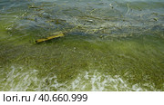 In Black Sea Blue-green algae blooms, water in Odessa has become freshwater and green color. Environmental disaster caused by explosion of Kakhovka Hydroelectric Power Plant dam, Ukraine. Стоковое фото, фотограф Некрасов Андрей / Фотобанк Лори