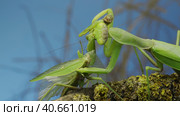 Sexual cannibalism, Close-up portrait of large female green praying mantis eats the male after mating on tree branch covered with lichen. Transcaucasian tree mantis (Hierodula transcaucasica) Стоковое фото, фотограф Некрасов Андрей / Фотобанк Лори