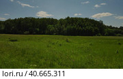 The camera flies over the grass along the meadow to the edge of the forest at high speed. Aerial photography from a drone. Стоковое видео, видеограф Ярославский Максим / Фотобанк Лори