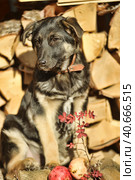 Puppy mestizo shepherd dog on wooden background. Стоковое фото, фотограф Анна Кривицкая / Фотобанк Лори