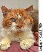Ginger cat with an eyesore at an animal shelter. Стоковое фото, фотограф Анна Кривицкая / Фотобанк Лори