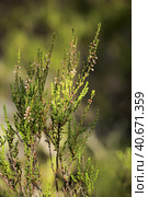 Heather in the summer forest (2014 год). Стоковое фото, фотограф Анна Кривицкая / Фотобанк Лори