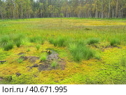 Marshland. Стоковое фото, фотограф Анна Кривицкая / Фотобанк Лори