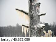 Covered with a large layer of ice tree branches. Стоковое фото, фотограф Анна Кривицкая / Фотобанк Лори