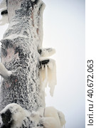 Covered with a large layer of ice tree branches. Стоковое фото, фотограф Анна Кривицкая / Фотобанк Лори