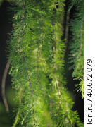 Green branches of larch. Стоковое фото, фотограф Анна Кривицкая / Фотобанк Лори