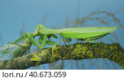 Sexual cannibalism, Close-up portrait of large female green praying mantis eats the male after mating on tree branch covered with lichen. Transcaucasian tree mantis (Hierodula transcaucasica) Стоковое фото, фотограф Некрасов Андрей / Фотобанк Лори