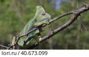 Disgruntled elderly chameleon lies on thorny branch of tree. Veiled chameleon, Yemen chameleon or Cone-head chameleon (Chamaeleo calyptratus) Стоковое фото, фотограф Некрасов Андрей / Фотобанк Лори