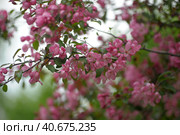 Pink flower in blue background. Стоковое фото, фотограф Анна Кривицкая / Фотобанк Лори