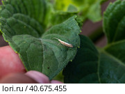 Diamond-back moth (Plutella xylostella). Migratory insect in the family Plutellidae, known as a pest of vegetable crops including cabbage. Стоковое фото, фотограф Ольга Сейфутдинова / Фотобанк Лори
