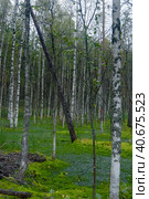 Birches on the swamp. Стоковое фото, фотограф Анна Кривицкая / Фотобанк Лори