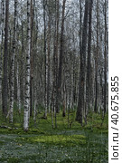 Birches on the swamp. Стоковое фото, фотограф Анна Кривицкая / Фотобанк Лори