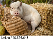 a white mini pig sits in a wicker basket. Autumn photo. Стоковое фото, фотограф Ольга Сейфутдинова / Фотобанк Лори