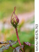 aphid on a rose, a parasite on a young shoot of a rose. Стоковое фото, фотограф Ольга Сейфутдинова / Фотобанк Лори