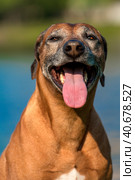 Rhodesian Ridgeback in the background of a lake. Стоковое фото, фотограф Анна Кривицкая / Фотобанк Лори