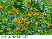 Купа́льница азиа́тская, или огонёк азиа́тский (лат. Trollius asiaticus). Лесные оранжевые цветы в естественной среде обитания. Маслянинский район Новосибирской области, Западная Сибирь России. Стоковое фото, фотограф Евгений Мухортов / Фотобанк Лори