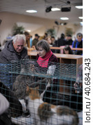 St. Petersburg, Russia 26.10.2013    The Way Home - show the distribution of animal shelter Rzhevka, Редакционное фото, фотограф Анна Кривицкая / Фотобанк Лори