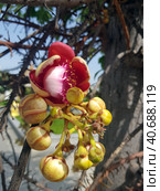 Sala flora or Shorea robusta flower on Cannonball (2019 год). Стоковое фото, фотограф Анна Кривицкая / Фотобанк Лори