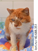 Ginger cat with an eyesore at an animal shelter. Стоковое фото, фотограф Анна Кривицкая / Фотобанк Лори