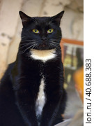 Black with white chest cat with white mustache. Стоковое фото, фотограф Анна Кривицкая / Фотобанк Лори