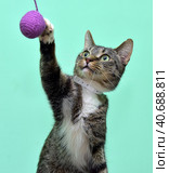 Playful tabby cat. Стоковое фото, фотограф Анна Кривицкая / Фотобанк Лори