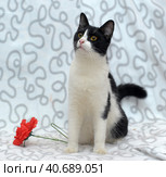 Black with white cat and red flower. Стоковое фото, фотограф Анна Кривицкая / Фотобанк Лори
