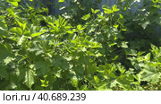 Bush of young blackcurrant in the garden on a sunny day. Herbs, Ingridients for drying to brew healthy tea. concept. Стоковое видео, видеограф Сахарова Мария Юрьевна / Фотобанк Лори