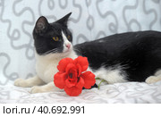 Black with white cat and red flower. Стоковое фото, фотограф Анна Кривицкая / Фотобанк Лори