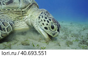 Sea turtle grazing on the seaseabed, slow motion. Great Green Sea Turtle (Chelonia mydas) with open mouth eating green algae on seagrass meadow. Стоковое фото, фотограф Некрасов Андрей / Фотобанк Лори