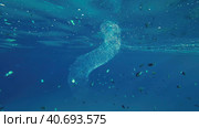 Colonial Pyrosoma Tunicates drifts under surface of blue water in sunlights. Pyrosomes, colony hundreds to thousands individuals called zooids, cloned from one egg and bound together, Red sea, Egypt. Стоковое фото, фотограф Некрасов Андрей / Фотобанк Лори