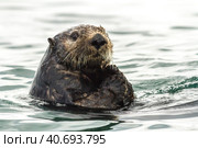 Sea Otter (Enhydra lutris) swimming in the water. Russia, Kamchatka, nearby Cape Kekurny, Russian bay. Стоковое фото, фотограф VittoriaChe / Фотобанк Лори