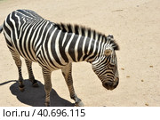 Zebtra in Out Of Africa Wildlife Park in Cmp Verde (2016 год). Стоковое фото, фотограф Анна Кривицкая / Фотобанк Лори