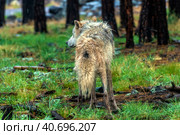 White wolf in the rain. Стоковое фото, фотограф Анна Кривицкая / Фотобанк Лори