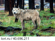 White wolf in the rain. Стоковое фото, фотограф Анна Кривицкая / Фотобанк Лори