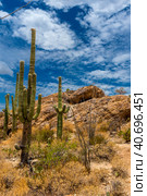 Notably the giant organ pipe cacti (2016 год). Стоковое фото, фотограф Анна Кривицкая / Фотобанк Лори
