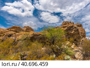 Landscape at Saguaro National Park near Tucson (2016 год). Стоковое фото, фотограф Анна Кривицкая / Фотобанк Лори