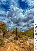 Saguaro National Park, landscape with cloudy sky (2016 год). Стоковое фото, фотограф Анна Кривицкая / Фотобанк Лори