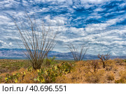 Landscape of large saguaro cactus plants on hillside in Saguaro National Park (2016 год). Стоковое фото, фотограф Анна Кривицкая / Фотобанк Лори