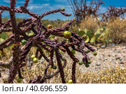 Saguaro National Park, landscape with cloudy sky (2016 год). Стоковое фото, фотограф Анна Кривицкая / Фотобанк Лори