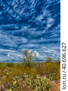 Landscape at Saguaro National Park near Tucson (2016 год). Стоковое фото, фотограф Анна Кривицкая / Фотобанк Лори