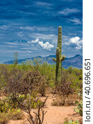 Notably the giant organ pipe cacti (2016 год). Стоковое фото, фотограф Анна Кривицкая / Фотобанк Лори