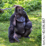 Gorilla in Washington zoo. Стоковое фото, фотограф Анна Кривицкая / Фотобанк Лори