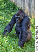 Gorilla in Washington zoo. Стоковое фото, фотограф Анна Кривицкая / Фотобанк Лори